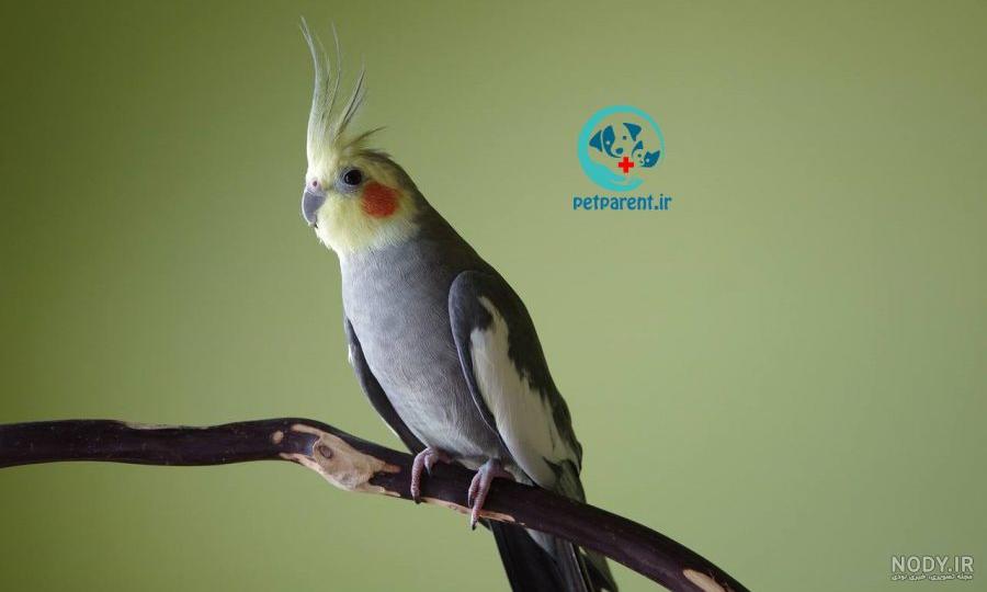 عروس هلندی ابلق