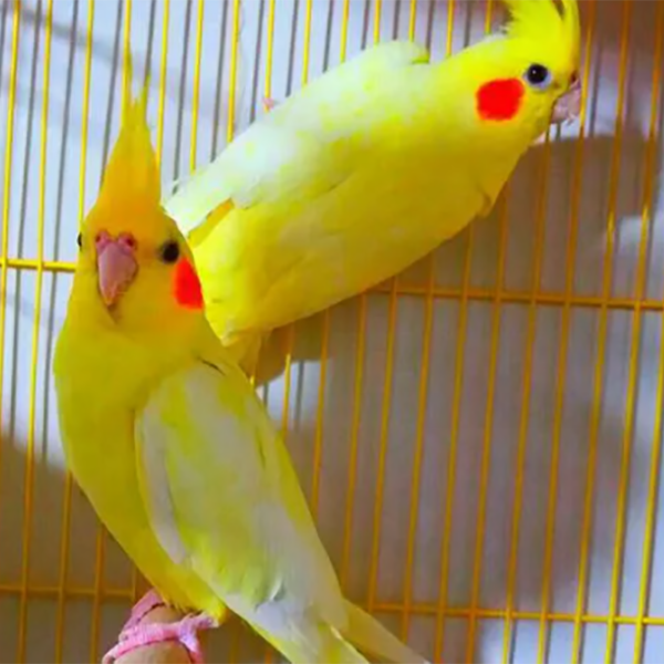 عروس هلندی زرد