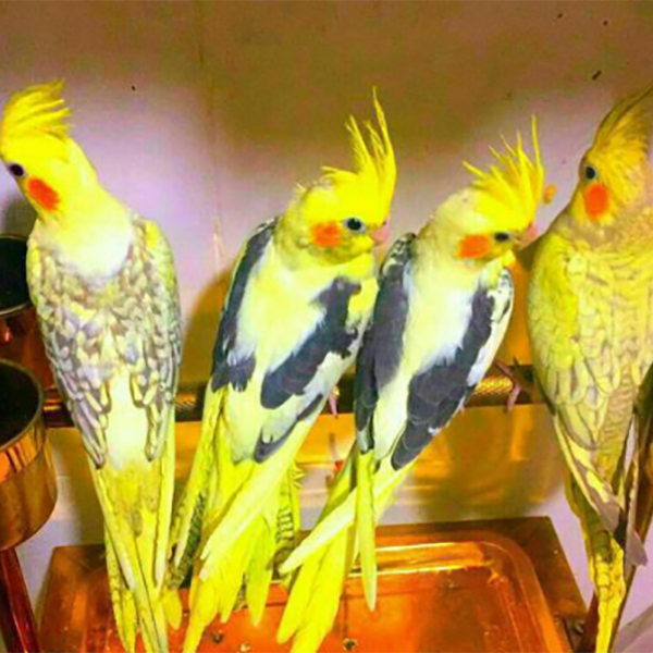 عکس عروس هلندی بچه