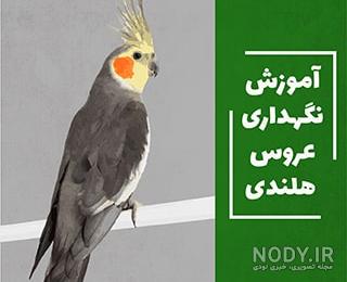 عکس عروس هلندی حامله