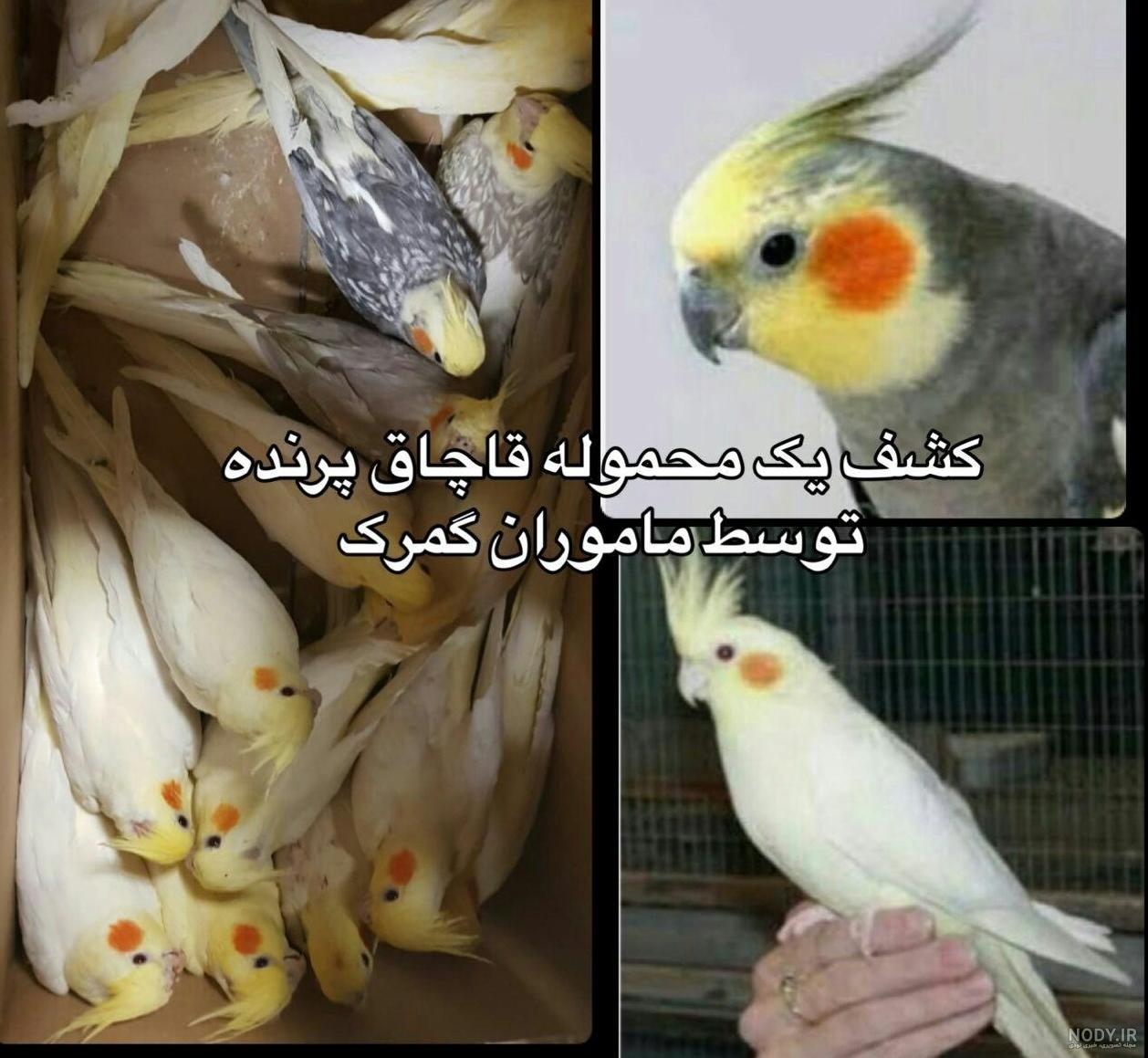 عکس عروس هلندی ماده