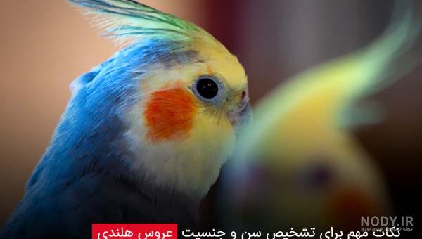 عکس عروس هلندی نر