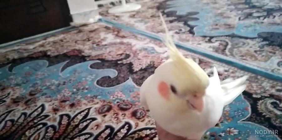 عکس عروس هلندی گل باقالی
