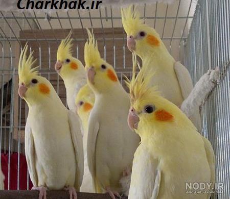 عکس عروس هلندی گل باقالی
