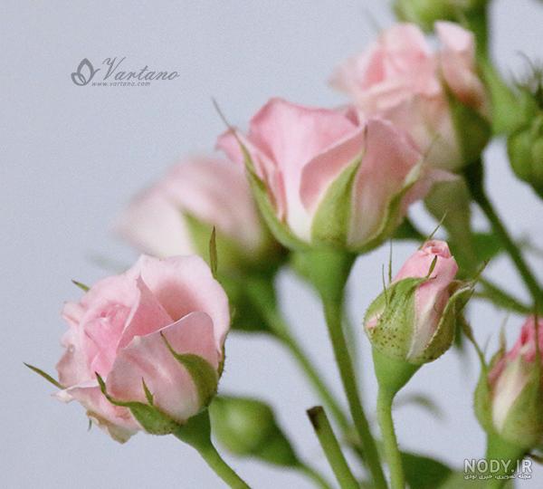 عکس گل رز زرد عکس گل رز زرد