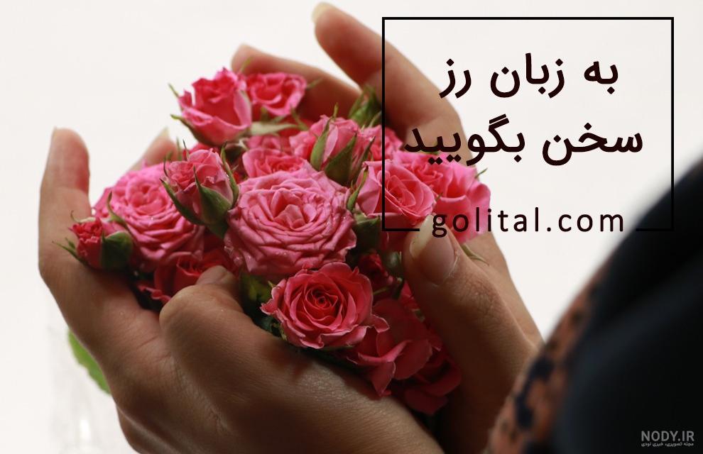 عکس گل رز صورتی زیبا عکس گل رز صورتی زیبا