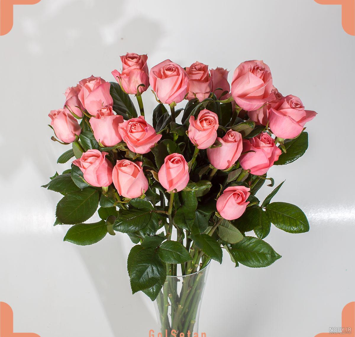 عکس گل رز گلبهی