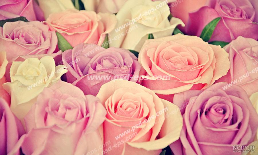 معنی گل رز زرد معنی گل رز زرد