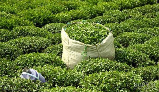 اسم انواع چای سیاه