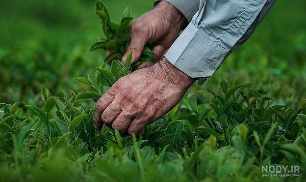 اسم انواع چای سیاه خارجی