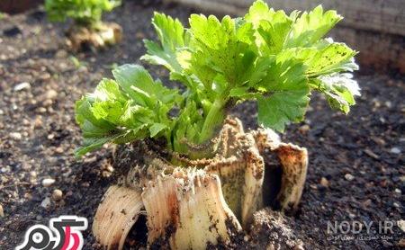 طرز استفاده از کرفس کوهی
