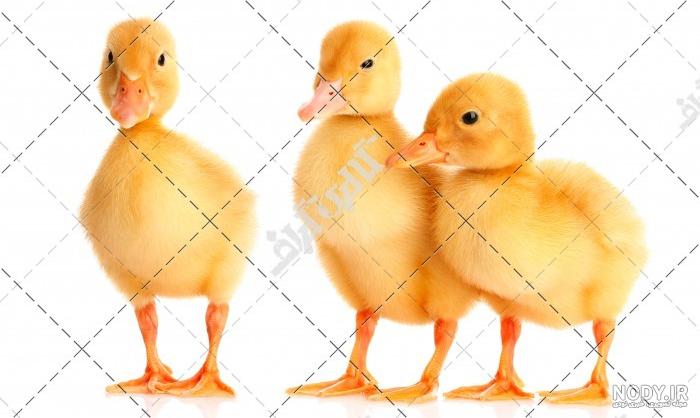 عکس اردک نر عکس اردک نر