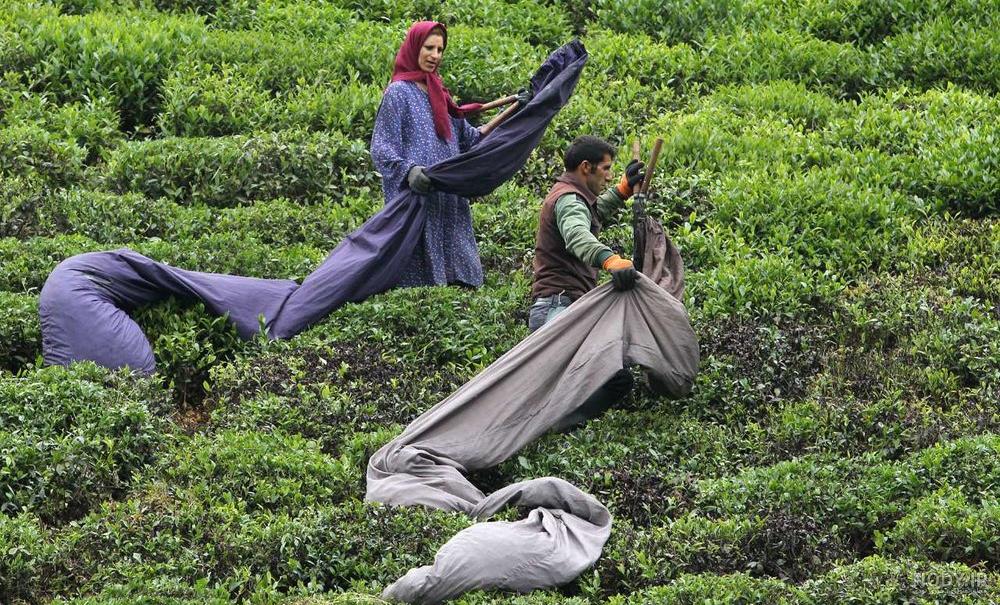 عکس باغ چای گیلان