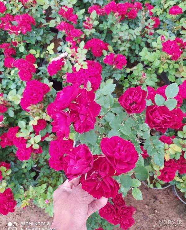عکس دسته گل رز قرمز