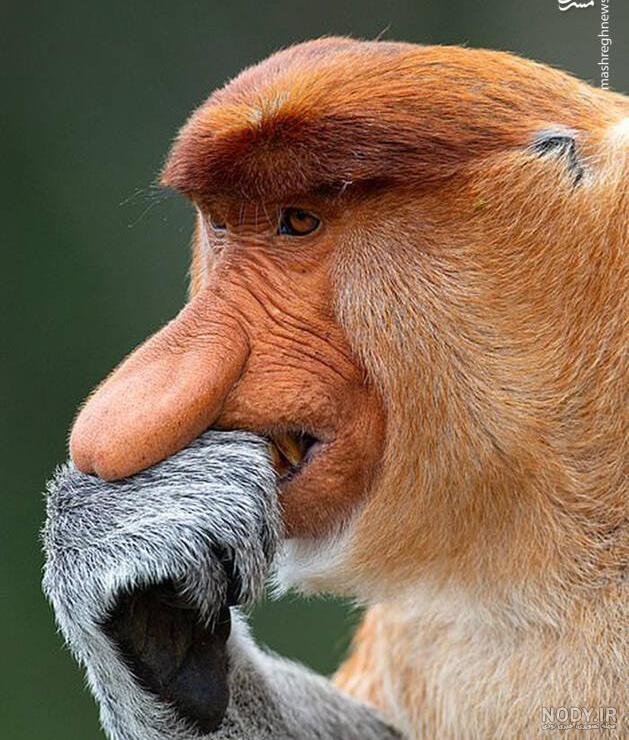 عکس میمون روی درخت