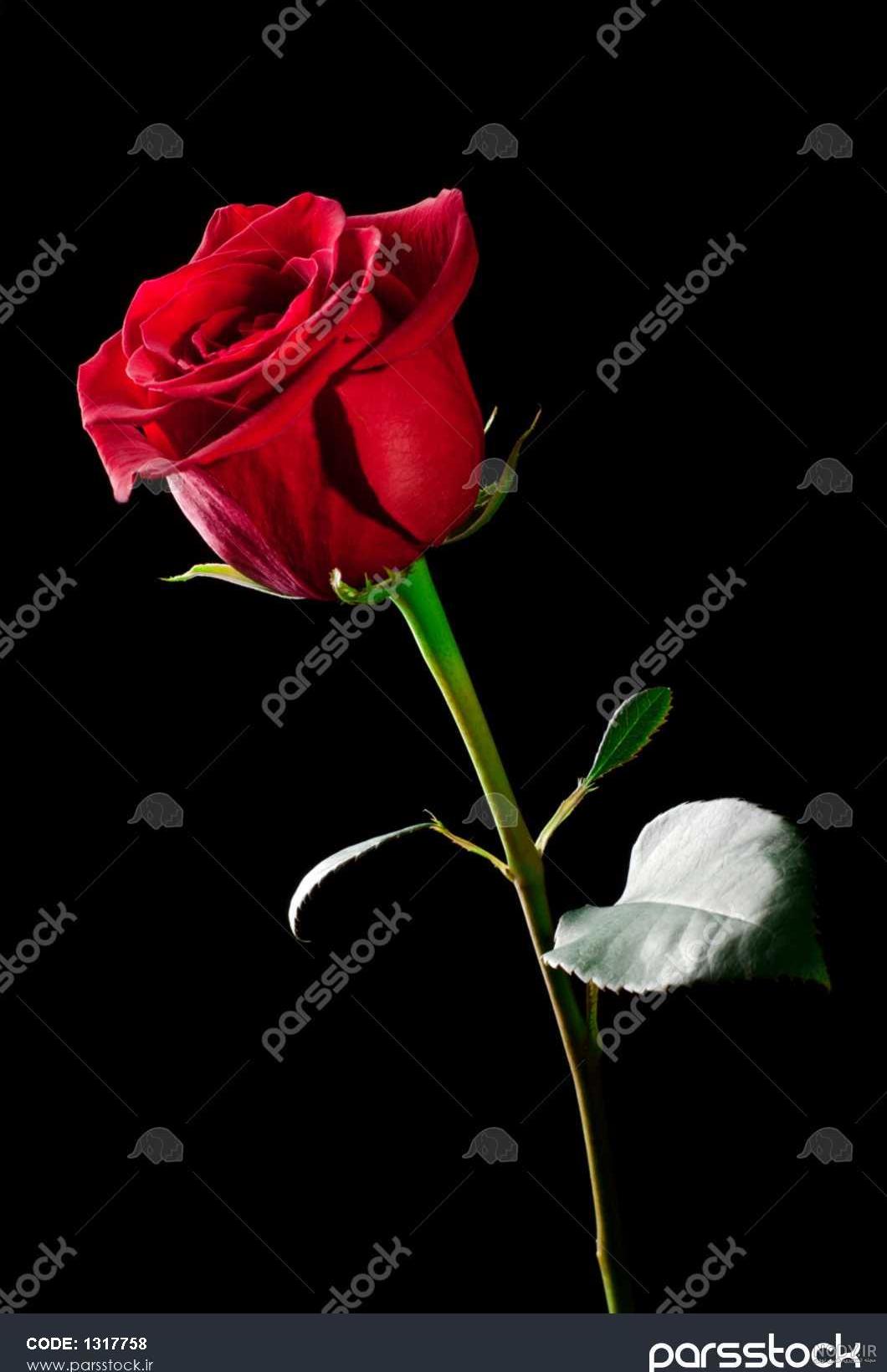 عکس گل رز قرمز با پس زمینه مشکی