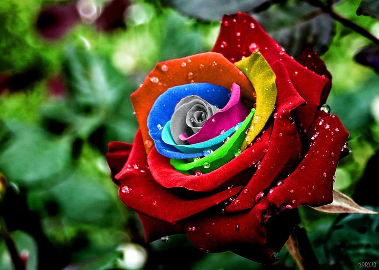 عکس گل رز همه رنگی
