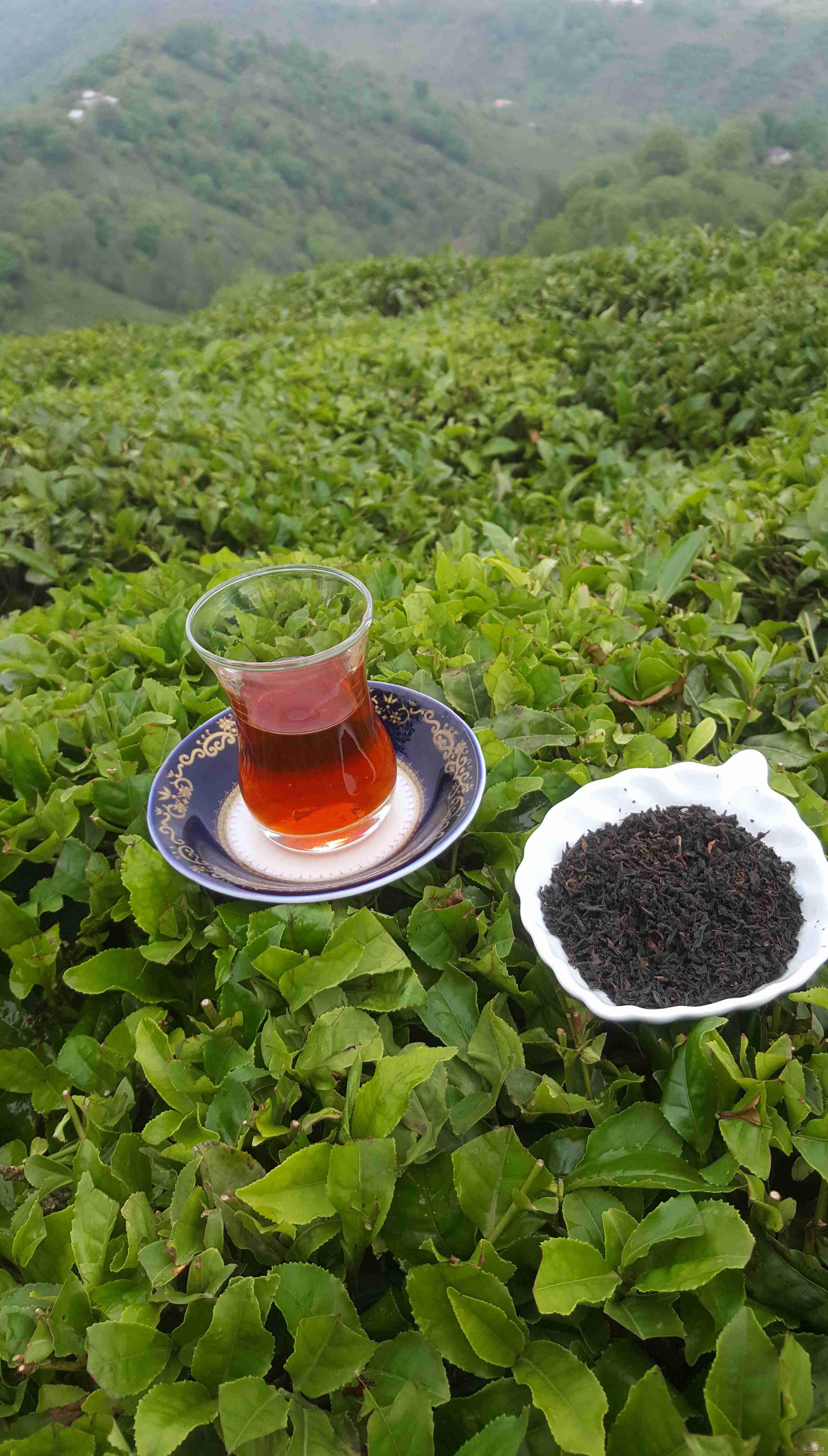 قیمت چای سبز فله ای