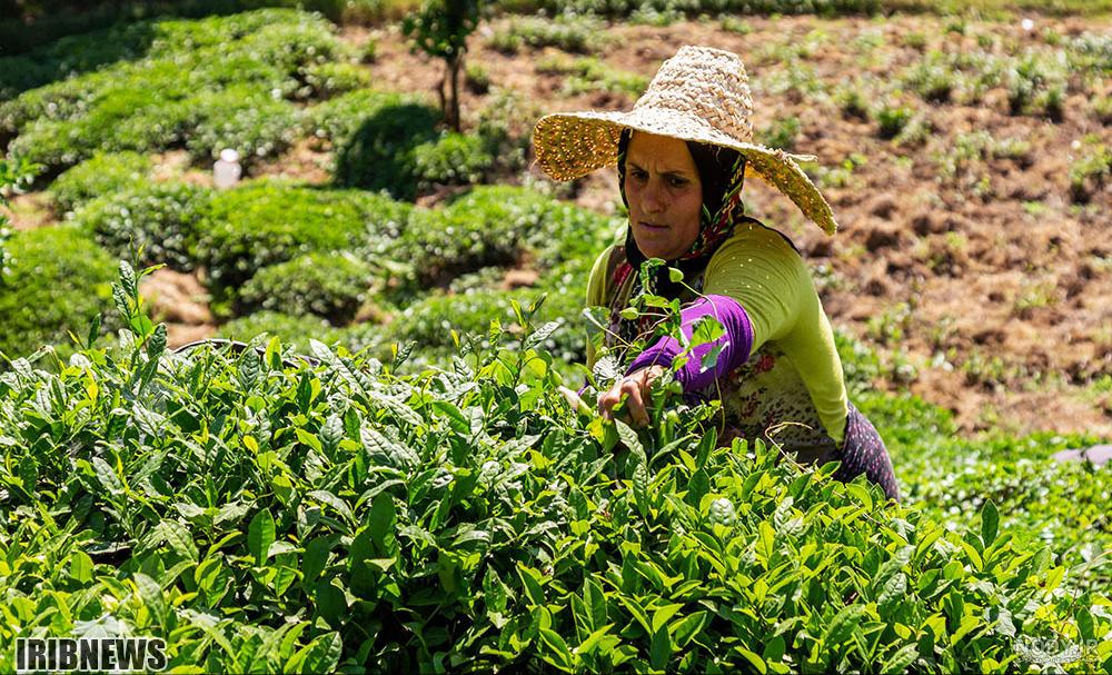 قیمت چای سبز چینی اصل