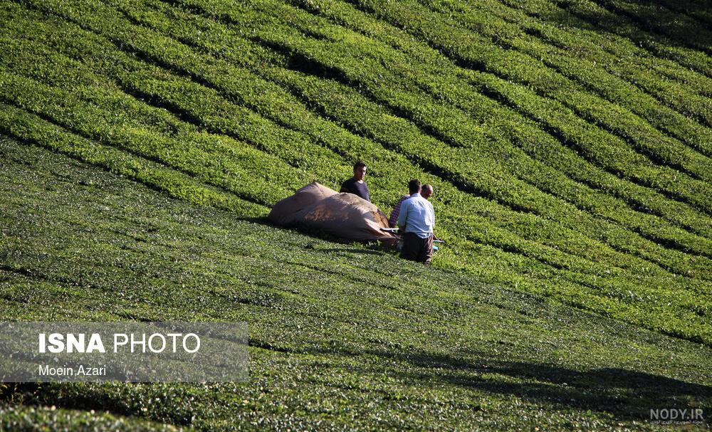 قیمت چای سبز کیلویی دیجی کالا