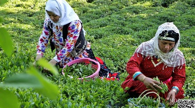 قیمت چای گیلان