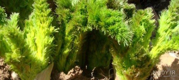 قیمت کرفس کوهی خشک شده