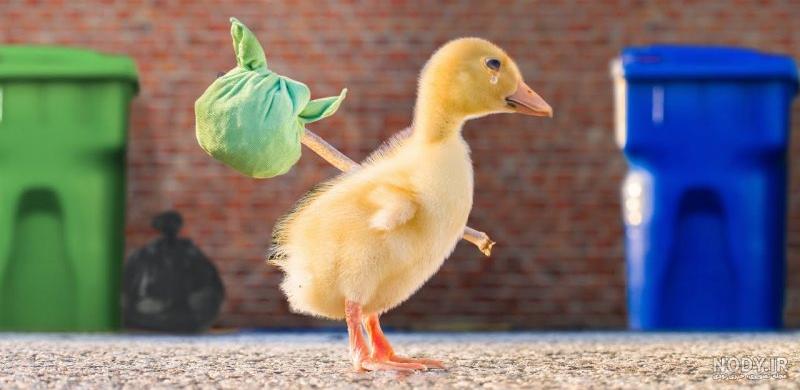 مرغابی گونه نماینده مرغابی گونه نماینده