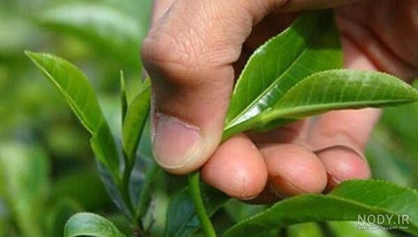 نمایندگی چای ایرانی
