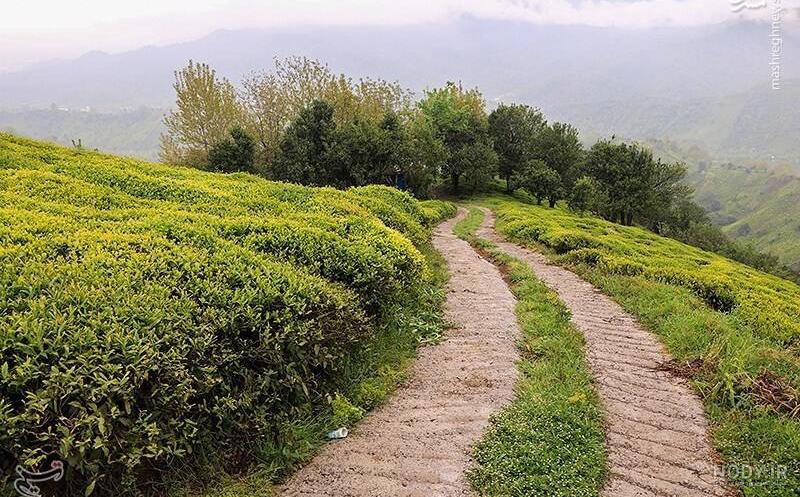 نمایندگی چای فله