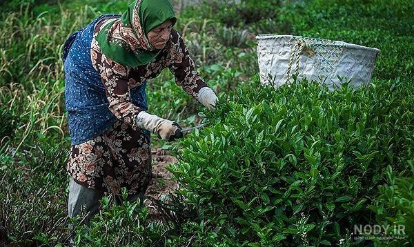 نمایندگی چای قایقران در تهران