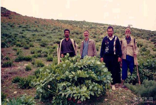 گرفتن تلخی کرفس کوهی