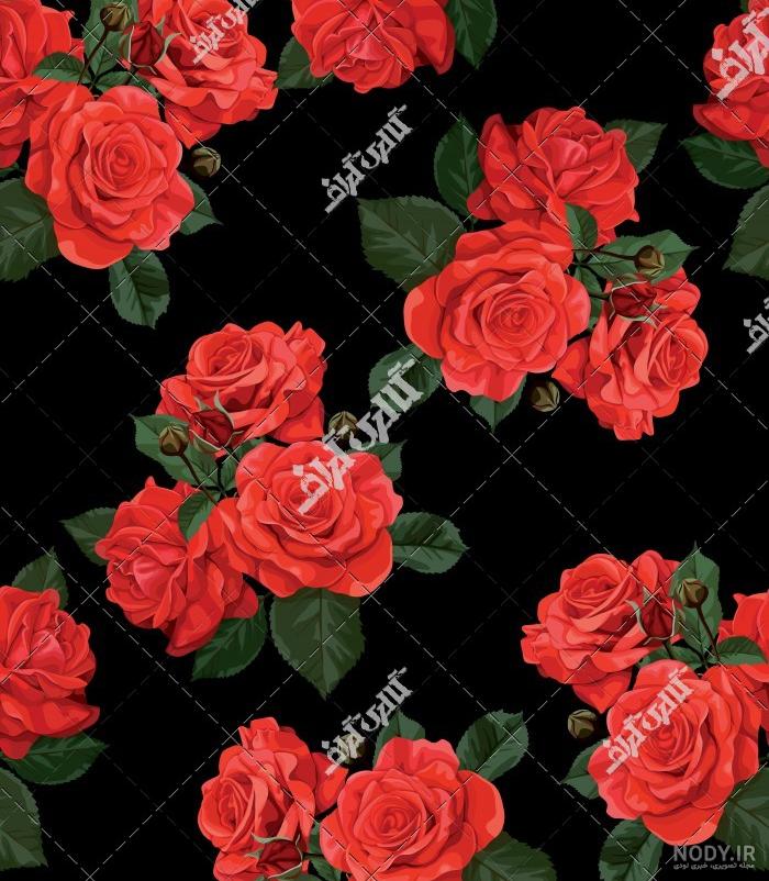 گل رز قرمز با زمینه مشکی