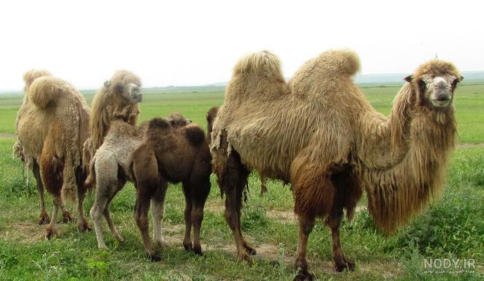 تحقیق درباره شتر تحقیق درباره شتر