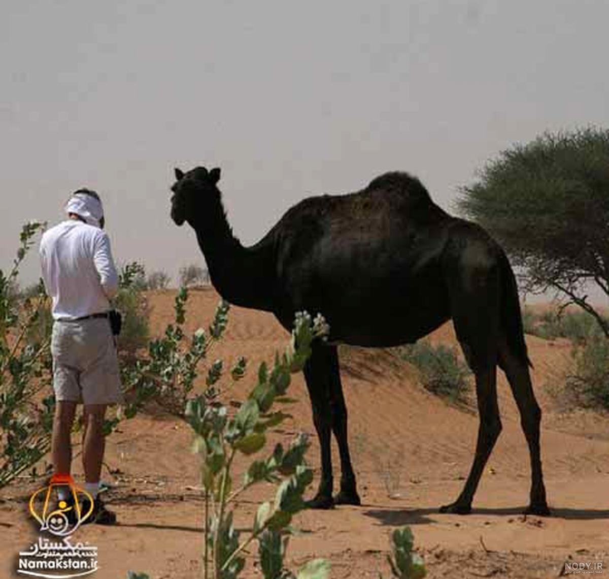 دشمن شتر دشمن شتر