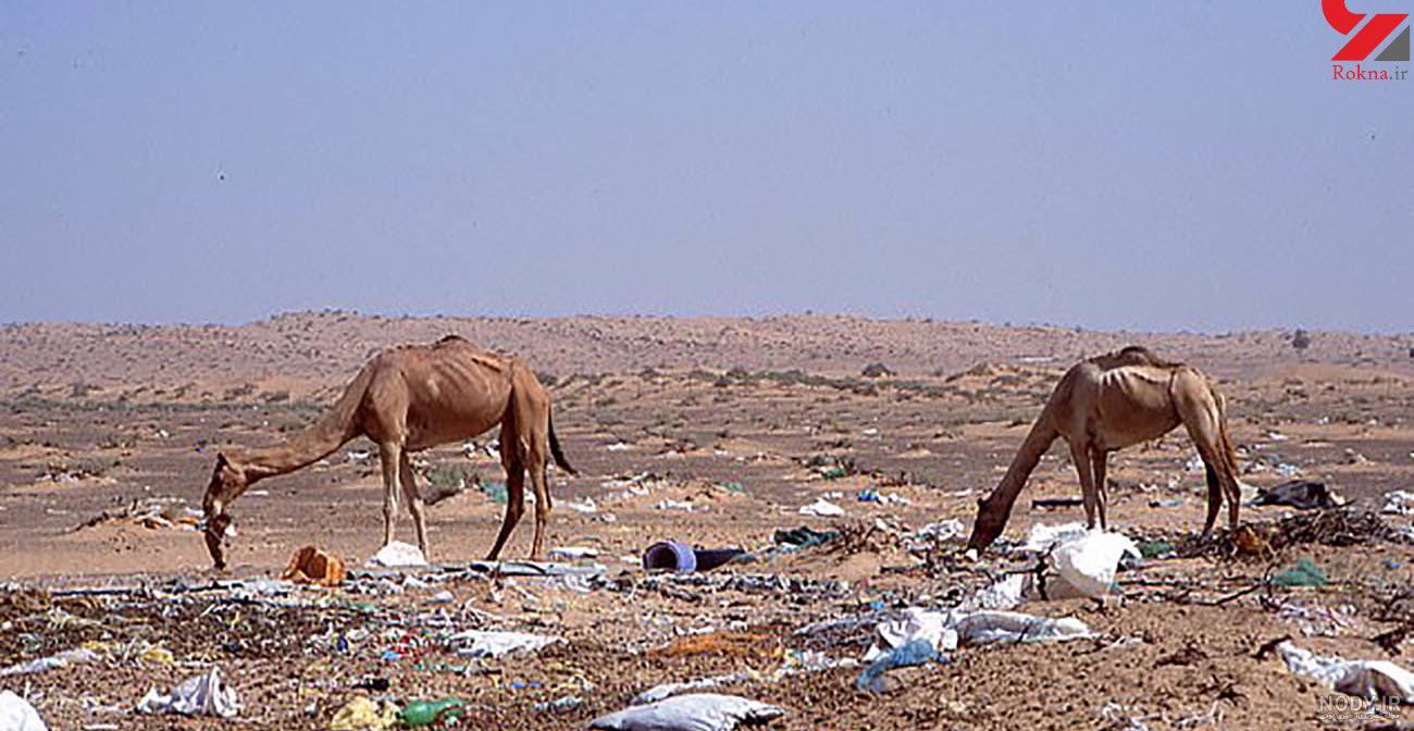 رنگ چشم شتر رنگ چشم شتر