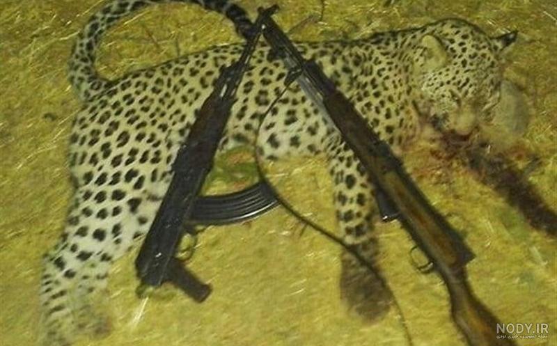 سرعت یوز پلنگ سرعت یوز پلنگ