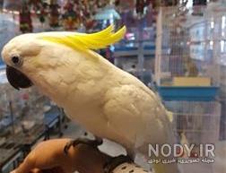 عمر کاکادو عمر کاکادو