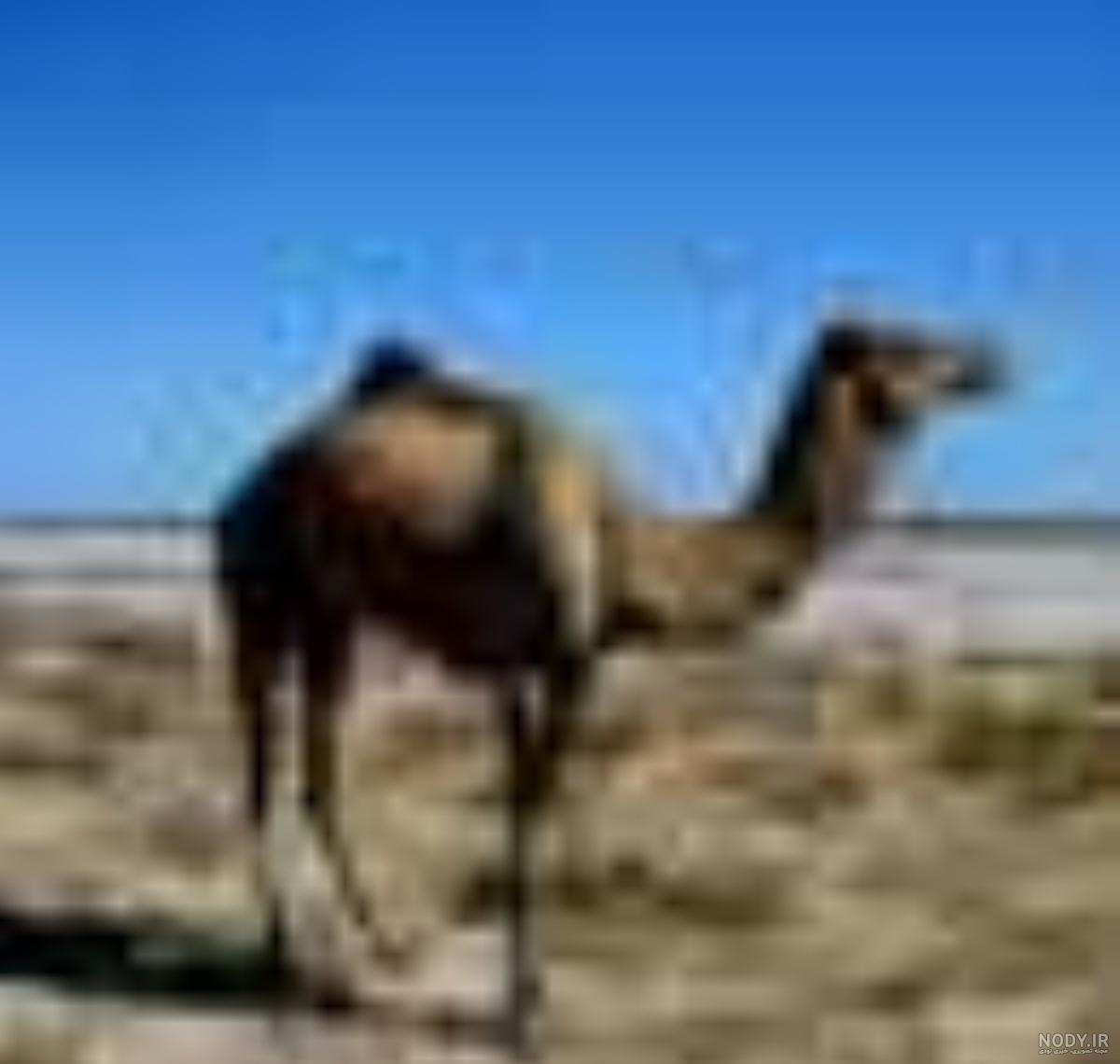 عکس انواع شتر عکس انواع شتر