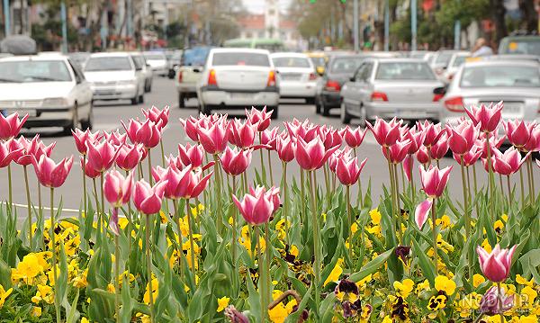 عکس شکوفه بهاری