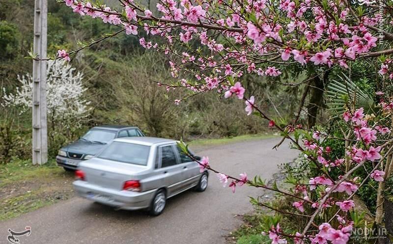 عکس شکوفه صورتی
