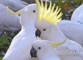 قیمت جوجه کاکادو آمبرلا قیمت جوجه کاکادو آمبرلا