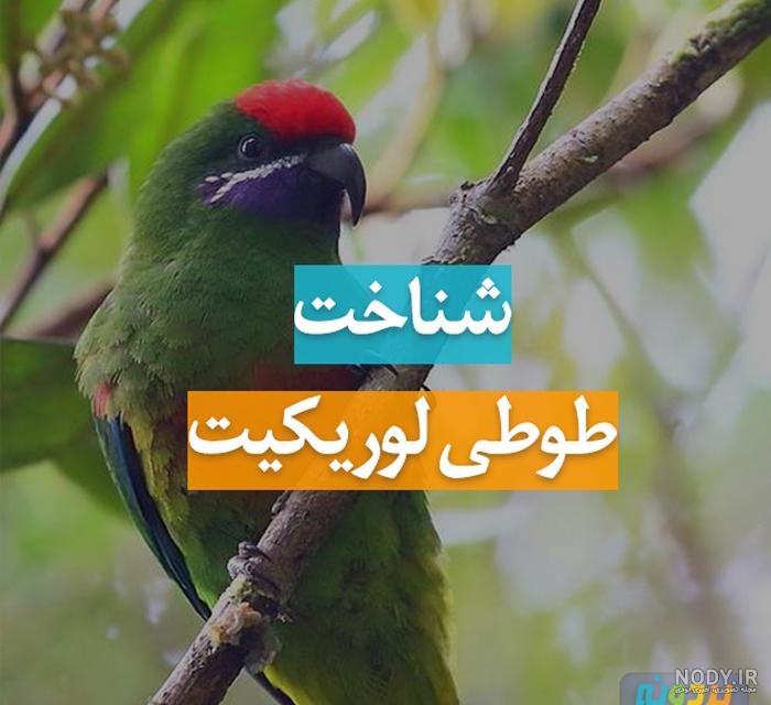 قیمت طوطی رنگی