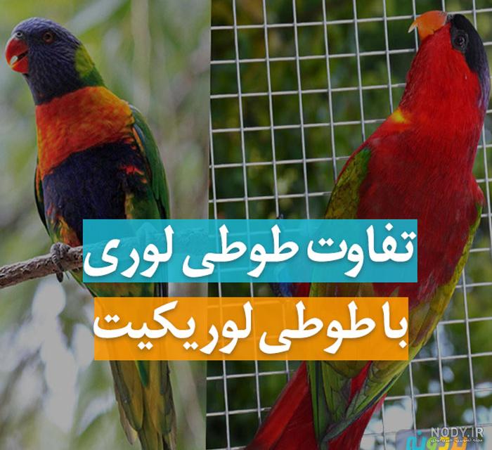 قیمت طوطی لوری