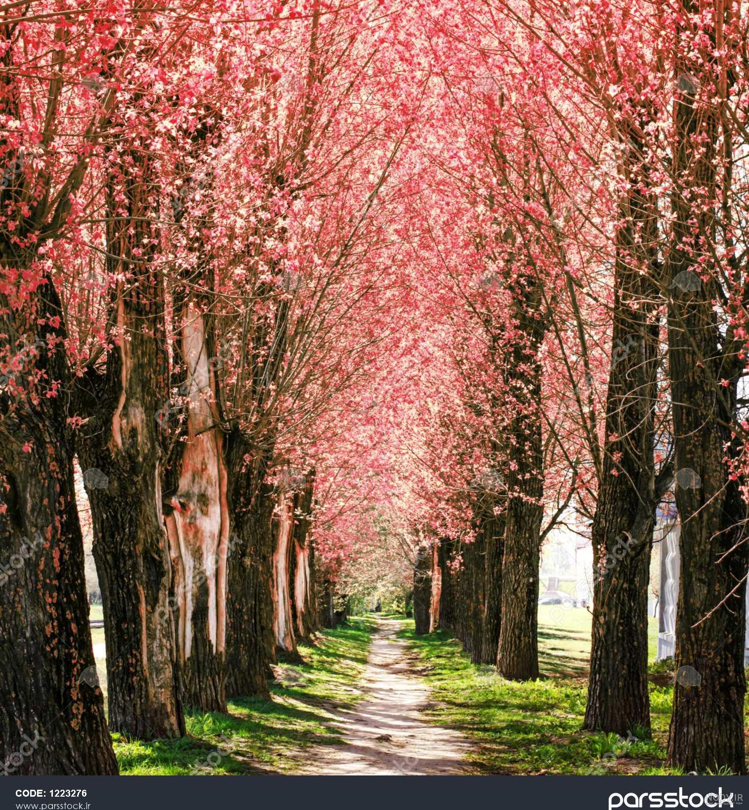 گالری عکس طبیعت گالری عکس طبیعت