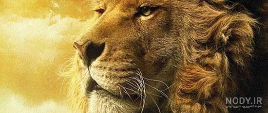 عکس شیر سیاه سفید
