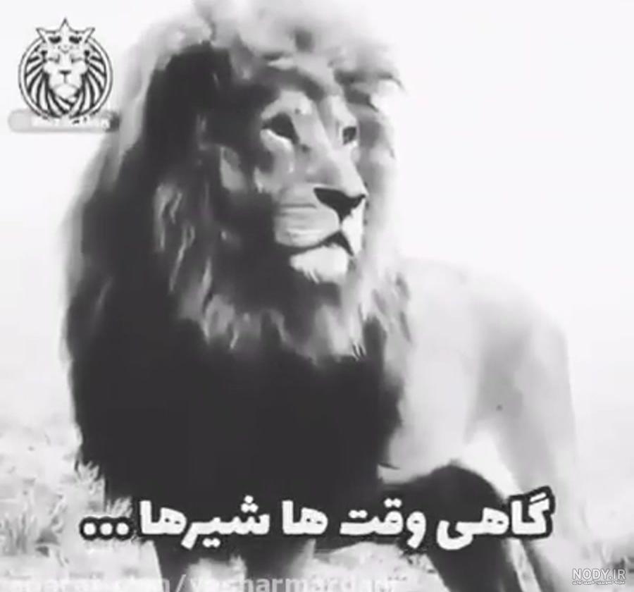 عکس شیر نر و ماده باهم
