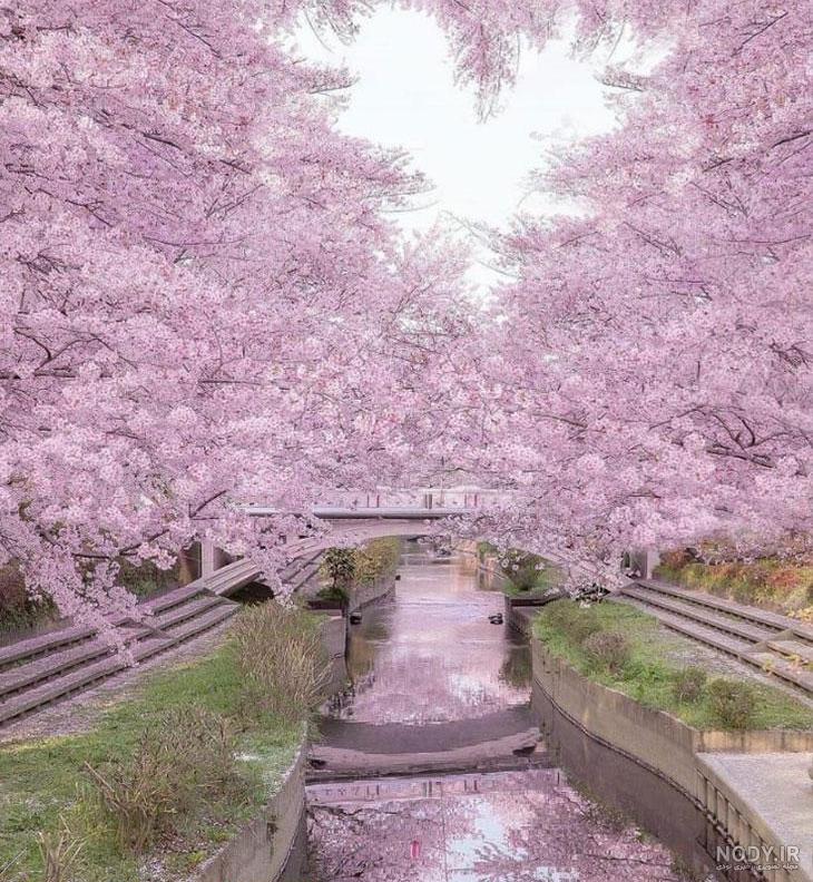 عکس پرچم فرانسه عکس پرچم فرانسه