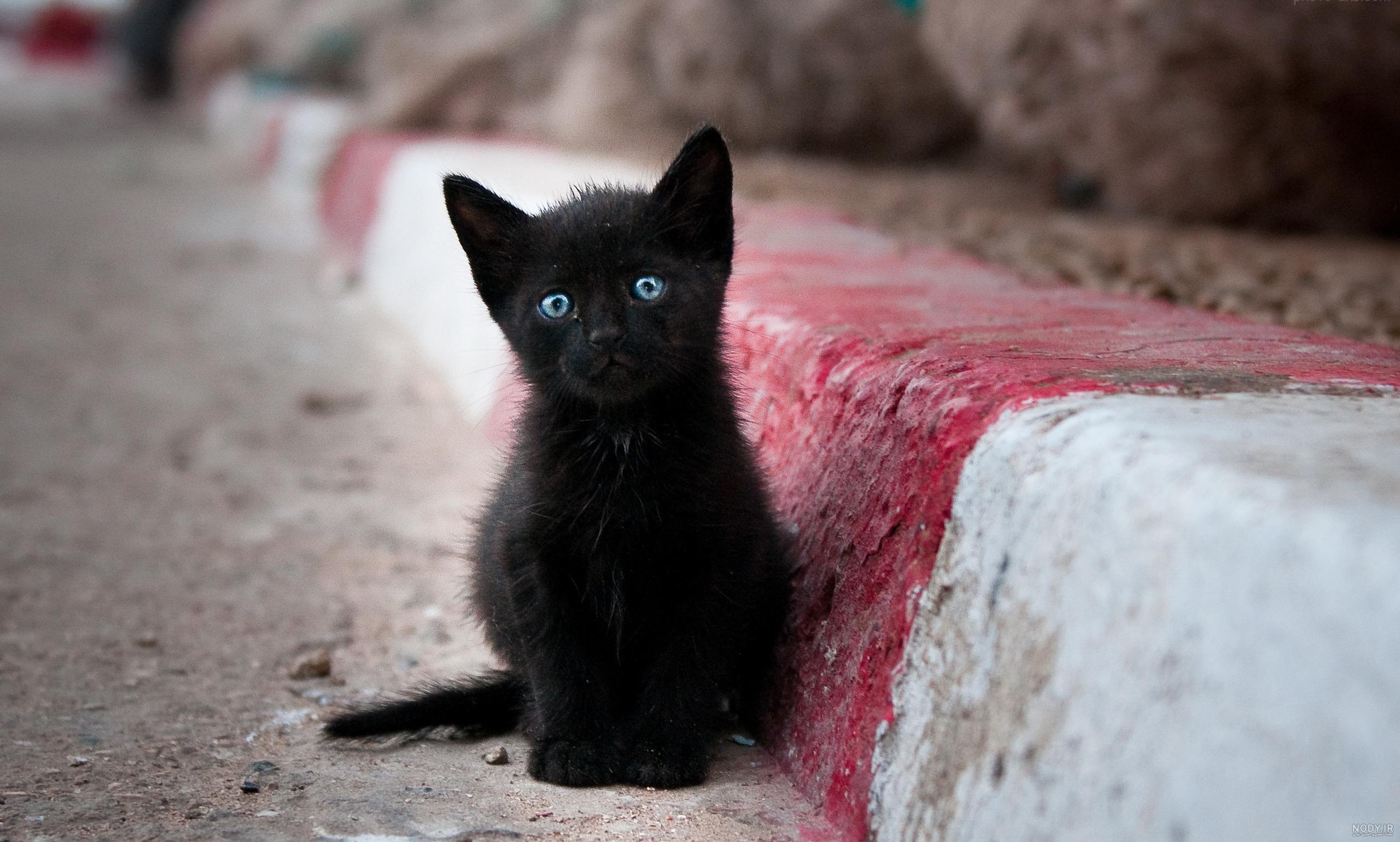 عکس گربه سیاه مشکی
