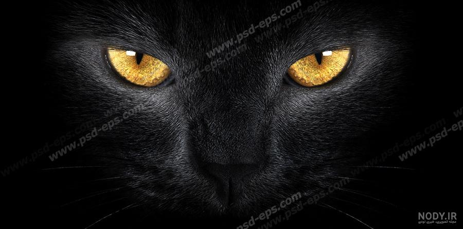 عکس گربه سیاه و مشکی