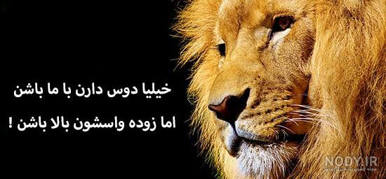 عکس یک شیر